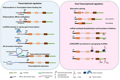 Variation in the Untranslated Genome and Susceptibility to Infections